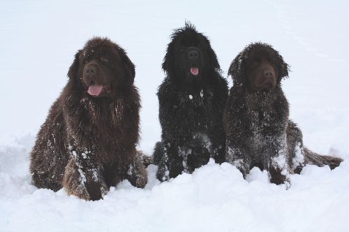 Mes trois ours dans la neige ! ( janvier 2010 )