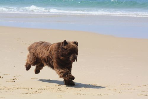 Un ours sur la plage !