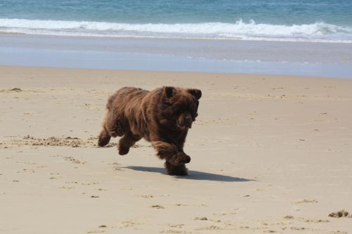 Un ours sur la plage de Biscarrosse en avril 2011
