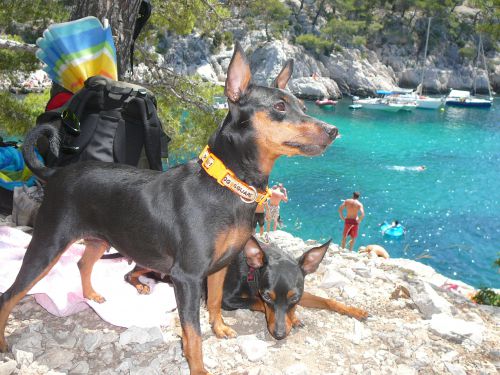 pinschers aux calanques, été 2010