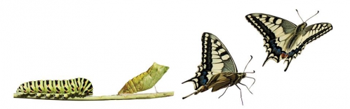 caterpillar-to-butterfly_0.jpg