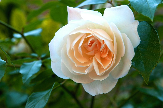 white-rose-1183705_640