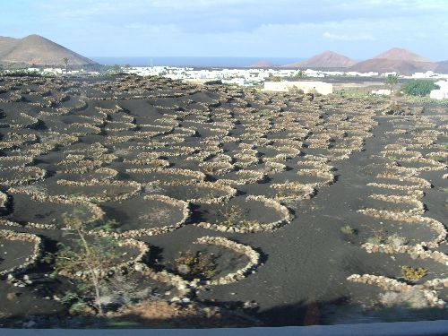 Le systeme d'agriculture a Lanzarote: les pieds de culture sont proteges du vent par des petits murs de pierre