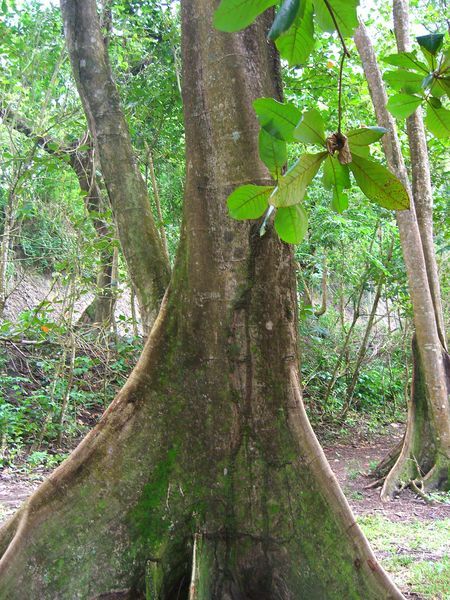 Un arbre bien atypique, avis aux botanistes pour identification