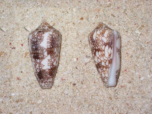 conus canonicus