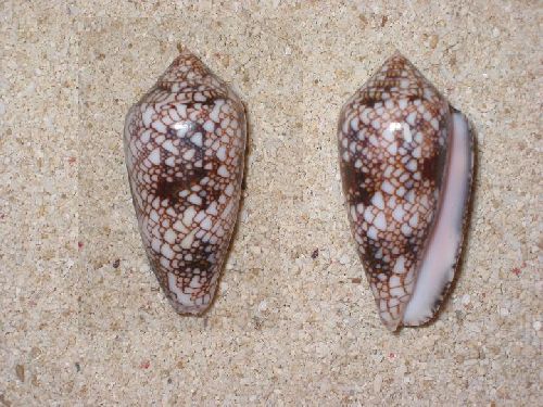 Conus canonicus