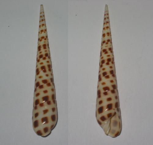 terebra areolata