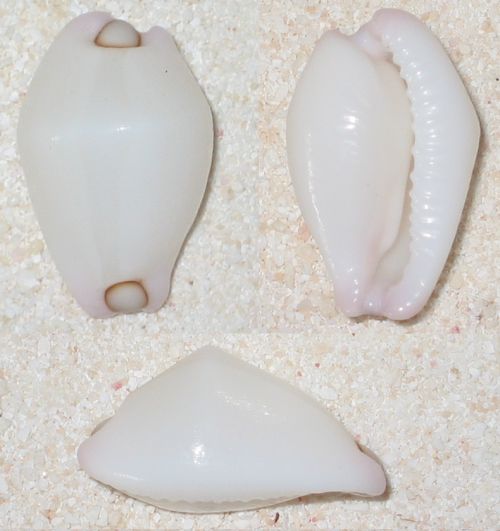 calpurnus verrucosus