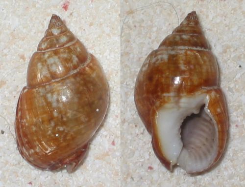 nassarius gaudiosus