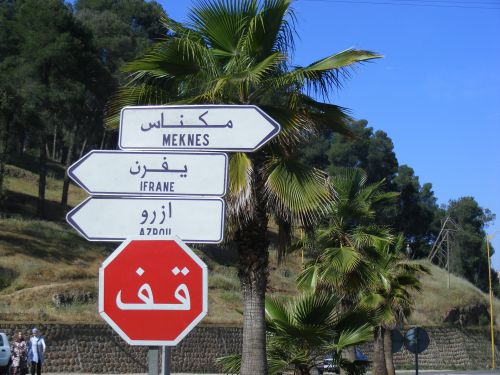 Route entre meknes et ifrane les forets de cedres 