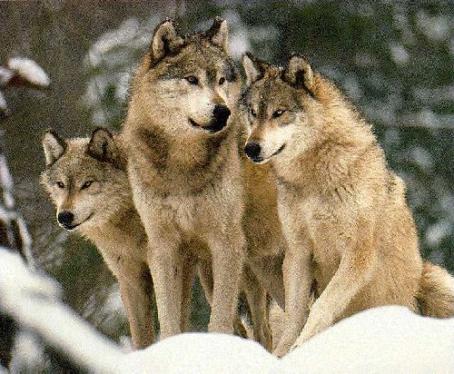 Loups, sacrés lou-lous ces trois-là... Que complotent-ils?