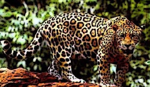 Jaguar, au coeur de la forêt amazonienne et de ses mystères.