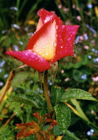 Rose sous la pluie Ennery 06/04