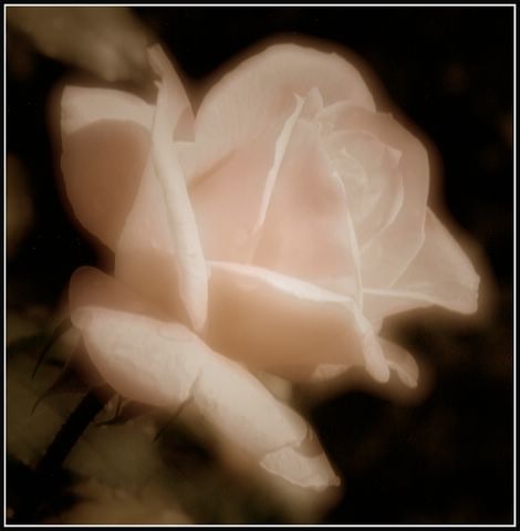 Portrait de roses 3 Ennery 09/03