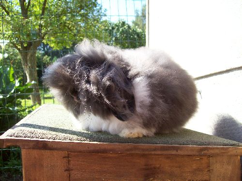 Juliette: Bélier nain angora bariolée noir.