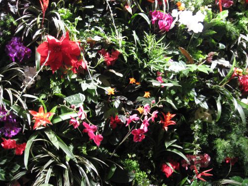 Mur végétal fleuri