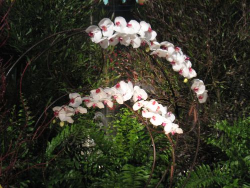 Spirale d'orchidées