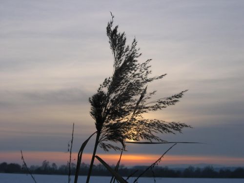 Jonc du soir espoir