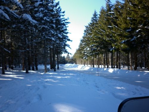 En suivant la route toute tracée dans le bois