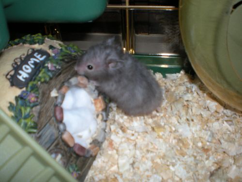 C\'est Chouchou, mon nouveau hamster^^