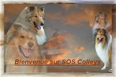 Bienvenue sur sos colleys 400x260.jpg