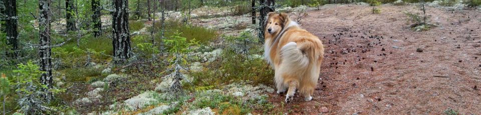 Ulysse Blond des Mille-Vignes