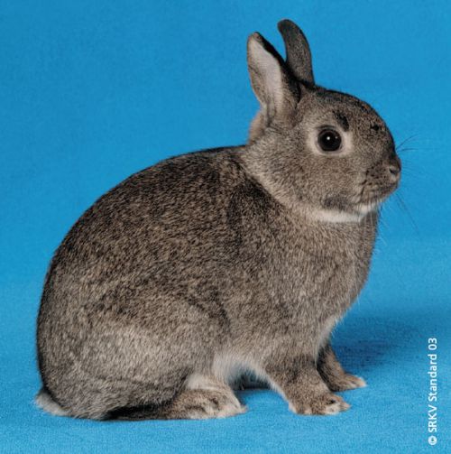Berenguer - Poupon tenue motif lapin couleur bleu et gris Tutto