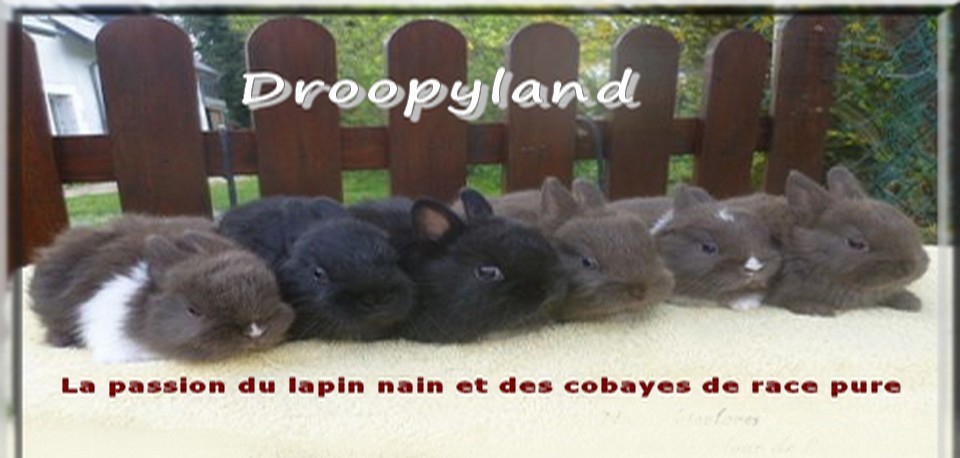Droopyland: Lapins nains