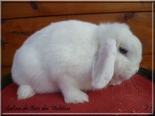 Nain bélier blanc yeux bleus