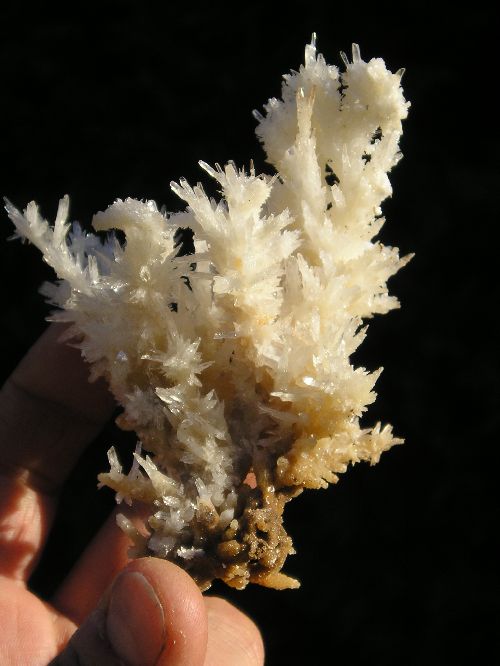 Aragonite coraloïde - Salsigne 11