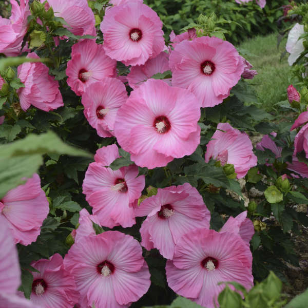 Hibiscus 'Airbrush Effect'.jpg