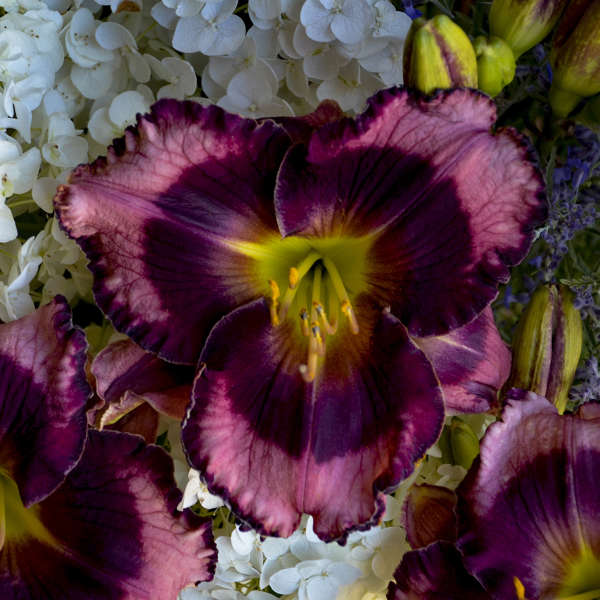 Hemerocallis 'Storm Shelter'.jpg