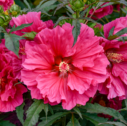 Hibiscus 'Watermelon Ruffles'.png
