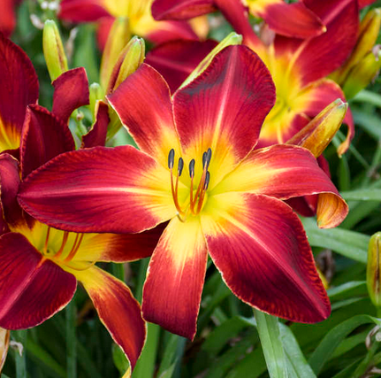 Hemerocallis 'Ruby Spider'.png