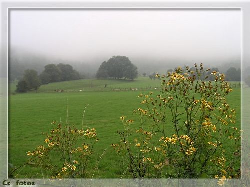 Dans la brume du matin.