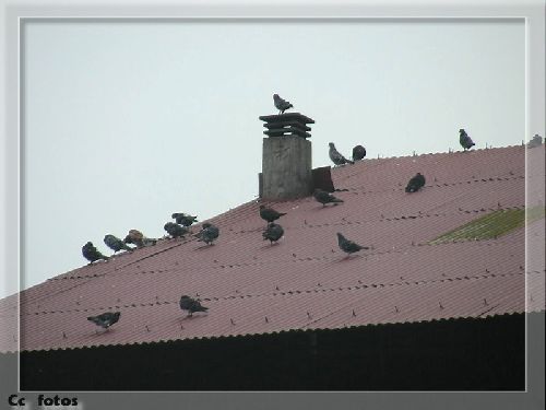 Réunion de pigeons ....