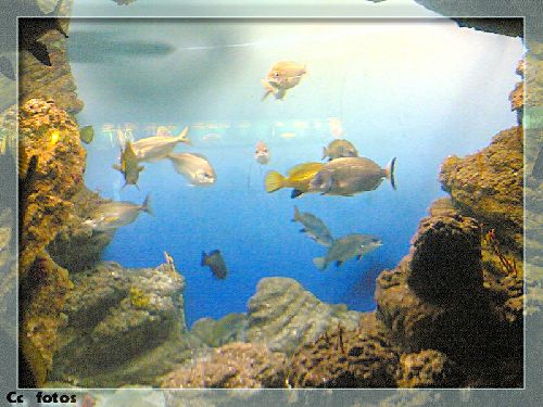 BARCELONNE- l' aquarium -