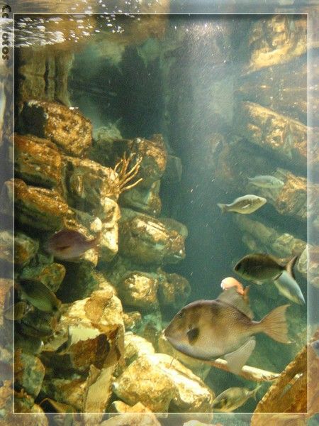 Aquarium  à MONTPELLIER.