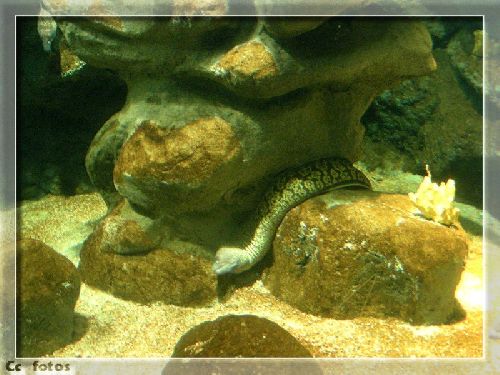 Aquarium au coeur d 'Odysseum.