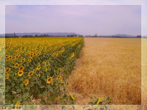 Tournesols et blés.