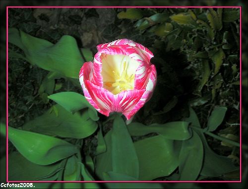 tulipe;