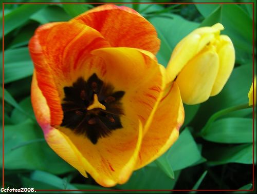 Magnifiques tulipes.