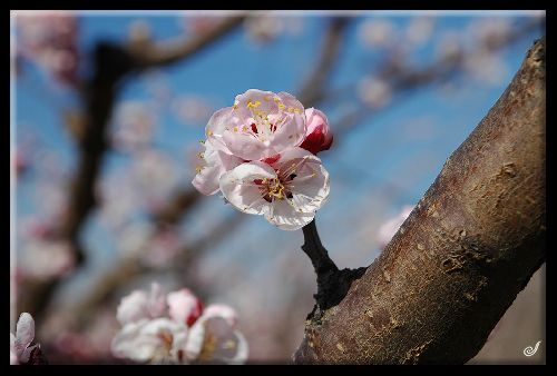 * Arbre en fleurs *