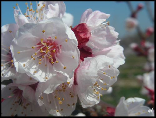 * Abricotier en fleurs\