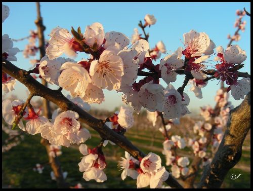 ABRICOTIER en fleurs, dans le Gard.