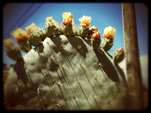 Cactus en fleurs au col du Bougnon