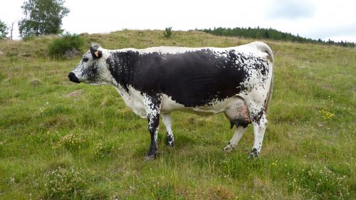 NADIA      OMAR-LISA      (   7   305   5767   34,4   29,3   ) - vache ayant produit plus de 50  000 kg de lait et toujours présente en 2012           Elevage    MEYER - HUNZINGER         MUHLBACH  sur   MUNSTER    68