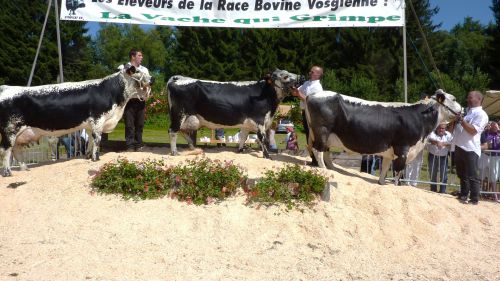 1er prix Lot d'élevage:      SNC  L'ENVERS  DES  GRAVIERS      88    SAULXURES
