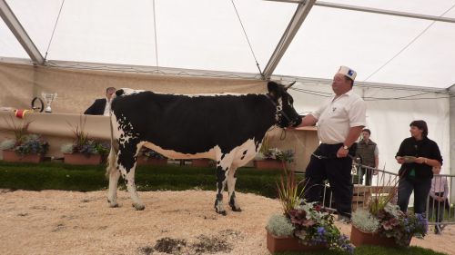 1er prix :   GRETEL  (  Condor-Amsel  )      Elevage  BARBIER  Guy     25    DUNG