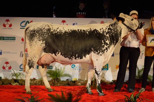 3EME PRIX : HARLETTE      ESPOIR-ALOUETTE ( meilleur contrôle 21.5 ) - GAEC DE LA CHAPELLE DES VES 88 LE THILLOT